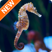 Seahorse Wallpapers HD