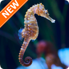 Seahorse Wallpapers HD icon