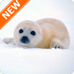 Seal Wallpapers