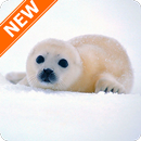 Fondos de Pantalla Foca-APK