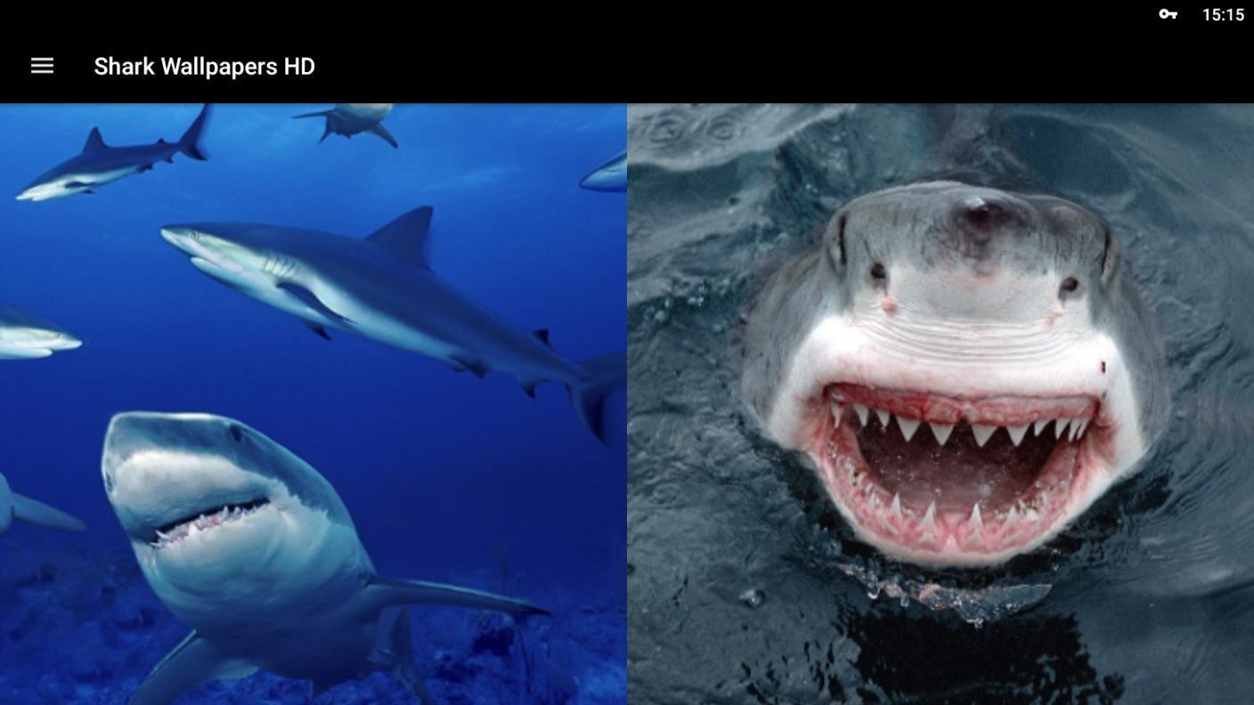 Shark Wallpapers Hd For Android Apk Download Images, Photos, Reviews