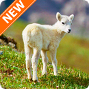 Sheep Wallpapers HD APK