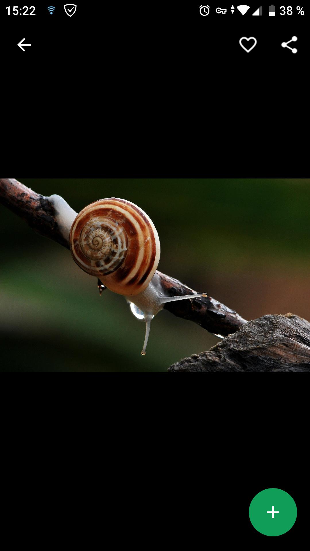 Fondos de Pantalla Caracol HD APK pour Android Télécharger Fondos de Pantalla Caracol HD APK pour Android Télécharger
