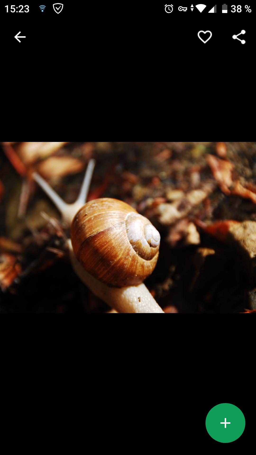 Descarga de APK de Fondos de Pantalla Caracol HD para Android Descarga de APK de Fondos de Pantalla Caracol HD para Android