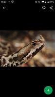 Snake Wallpapers HD syot layar 3