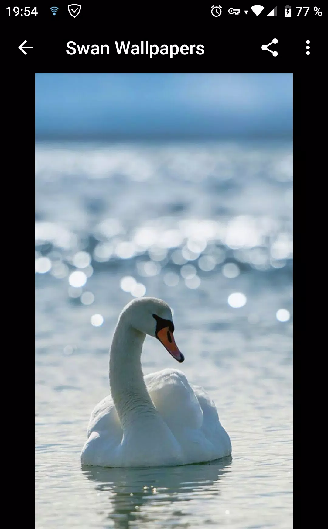 Fondos de Pantalla Cisne APK pour Android Télécharger Fondos de Pantalla Cisne APK pour Android Télécharger