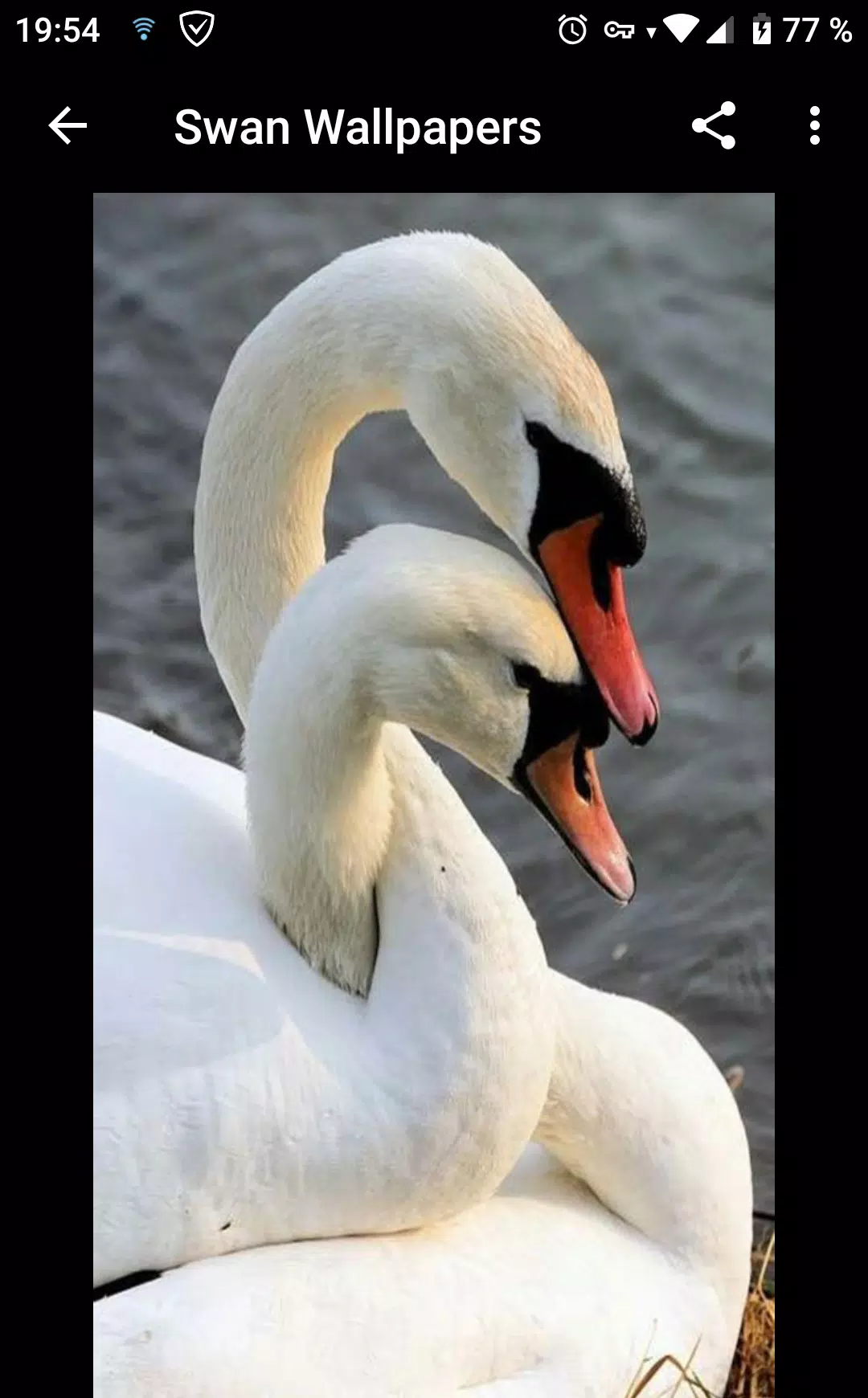 Fondos de Pantalla Cisne APK pour Android Télécharger Fondos de Pantalla Cisne APK pour Android Télécharger