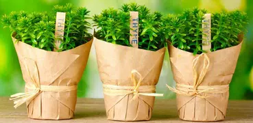 Лекарственные травы и растения