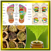 Pijat Refleksi dan Obat Herbal Tradisional
