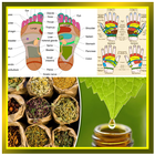 Pijat Refleksi dan Obat Herbal Tradisional icône
