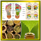 Pijat Refleksi dan Obat Herbal Tradisional icono