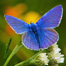 Butterflies of Britain Ireland APK