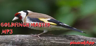 Goldfinch Master Mp3