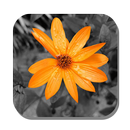 Color Splash - Photo Editor APK