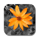 APK Color Splash - Photo Editor