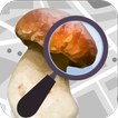 ”Mushroom Identify - Automatic 
