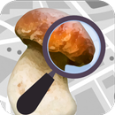 Mushroom Identify - Automatic  APK