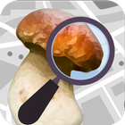Mushroom Identify - Automatic  آئیکن