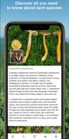 Mushroom Identify - Automatic  imagem de tela 2