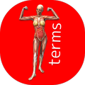 BIG Anatomy Dictionary
