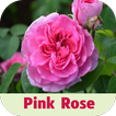pink rose