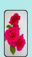 pink rose syot layar 1