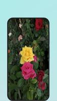 pink rose syot layar 2