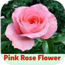 pink rose flower APK