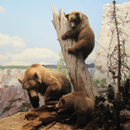 Puzzle: Tiere APK