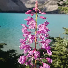 Jigsaw Puzzle: Flowers