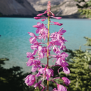 Puzzle: Blumen APK