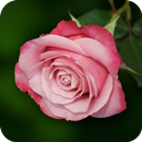Pink Rose Wallpaper APK