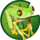 Tina, the jumping frog icon