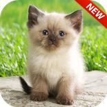 Cute Kittens HD Lock Screen