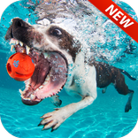 Dog Man's Best Friend HD Lock Screen