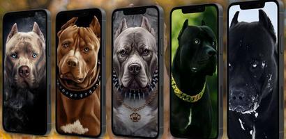 Pitbull Wallpaper capture d'écran 3