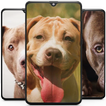 Pitbull Dog Wallpaper HD आइकन