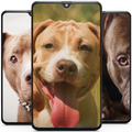 Pitbull Dog Wallpaper HD