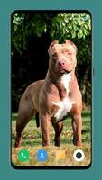 Pitbull Dog Wallpaper syot layar 2