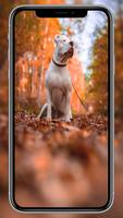Pitbull Dog Wallpaper 截图 1