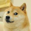 Doge Space Adventures
