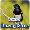 Suara Burung Kacer Offline