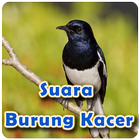 Suara Burung Kacer Offline icône