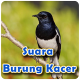 Suara Burung Kacer Offline simgesi