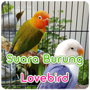 Suara Burung Lovebird Offline APK