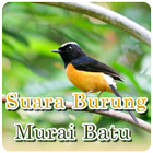 Suara Burung Murai Batu MP3 icône