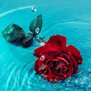 Rosely - Rose wallpapers HD-APK