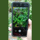 Plant Health Assessment APK