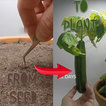 Grow: From Seed to Plant
