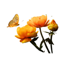 Flowers WASticker Pack APK